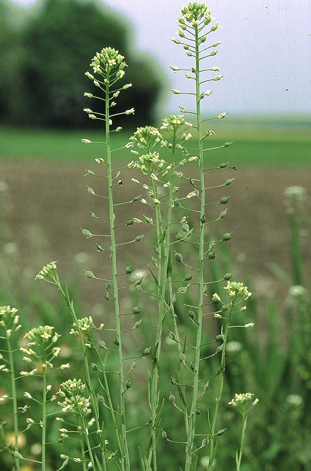 lnianka