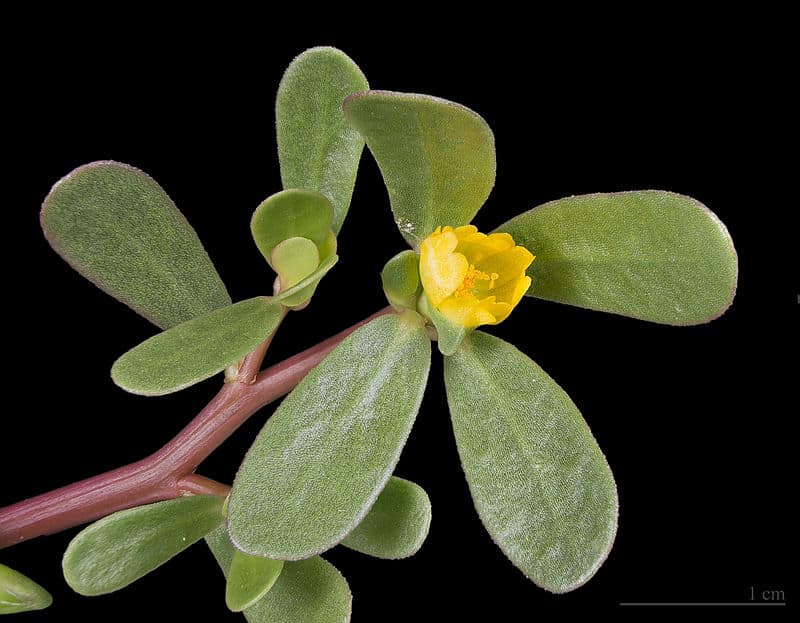 800px-Portulaca_oleracea_MHNT