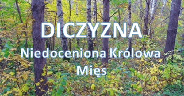 dziczyzna