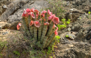Hoodia Gordonii hoodia gordonii