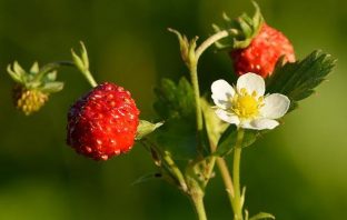 Poziomki – właściwości Poziomki