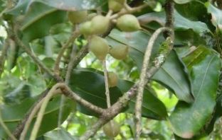 Makadamia Macadamia