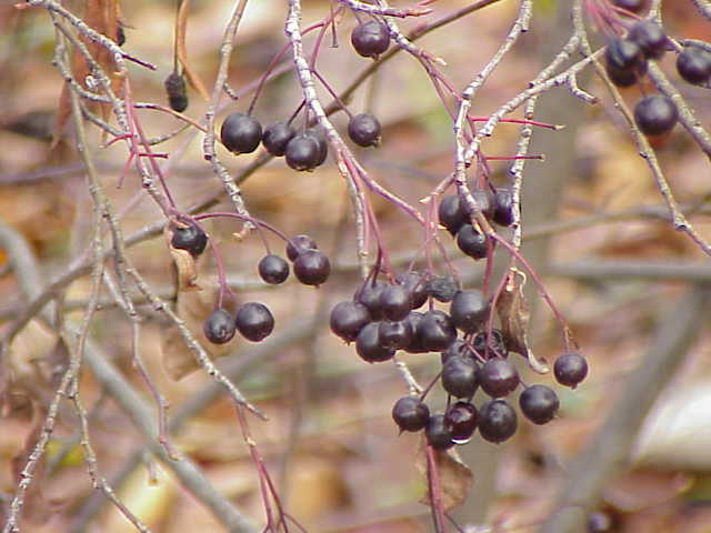 Aronia Aronia
