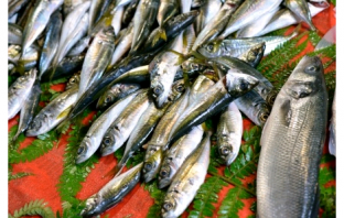 Śledź