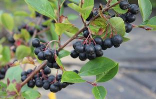 Aronia czarnoowocowa – właściwości zdrowotne
