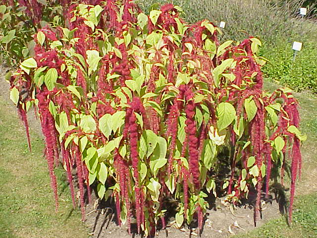 Amaranthus_caudatus1