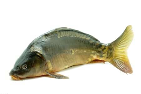 karp