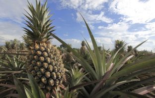Bromelaina z ananasa na odchudzanie i nie tylko…