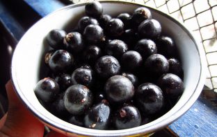 Jagody acai