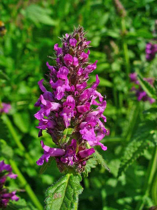 Stachys_officinalis_002