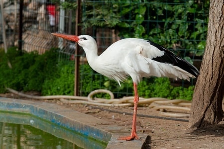ciąża