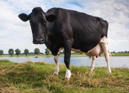 krowa
