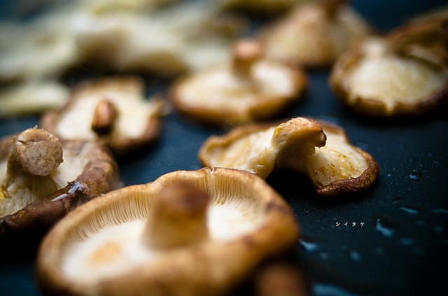 Shiitake (Lentinula edodes)