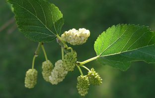 Morwa biała (Morus alba) – ,,roślinny skarb’’