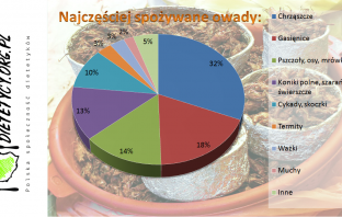 Dania z owadów zyskują na popularności