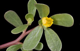 Portulaka warzywna – właściwości