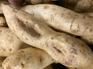 ipomea batatas