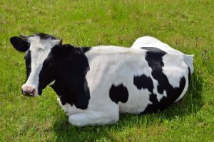 mleko - krowa