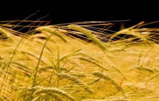 Leczenie dietetyczne osób z cukrzycą typu 1 oraz współwystępującą celiakią