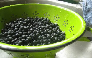 Aronia – Zapomniany Skarb Natury