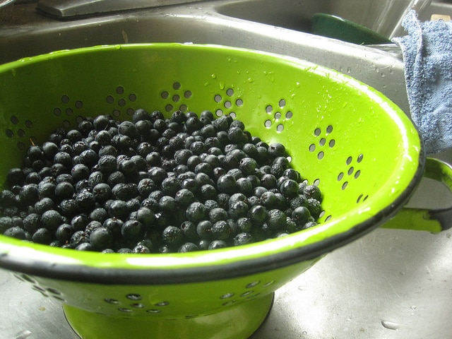 aronia