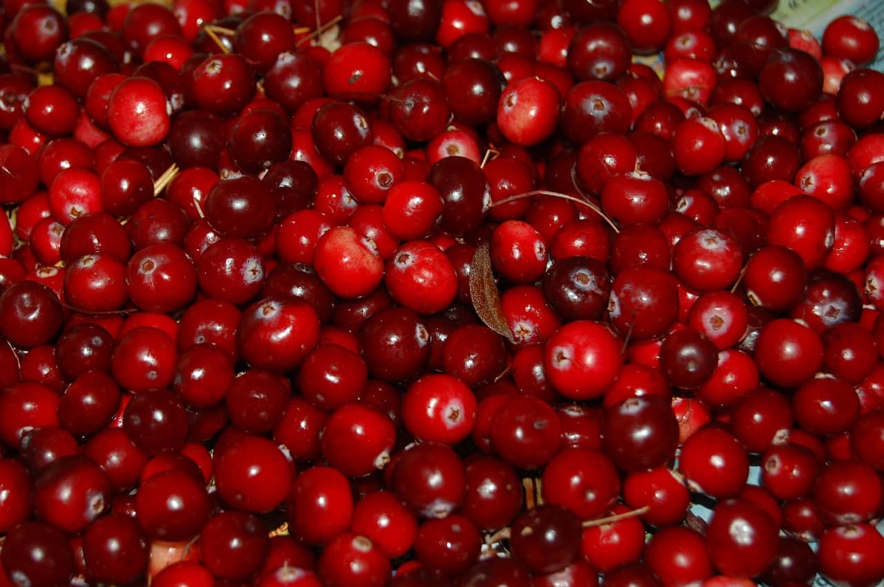 żurawina