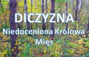 Dziczyzna – niedoceniana królowa mięs