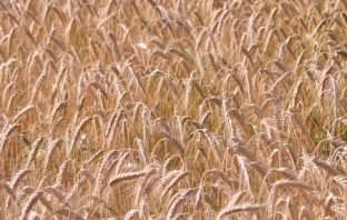 Dieta bezglutenowa u dzieci