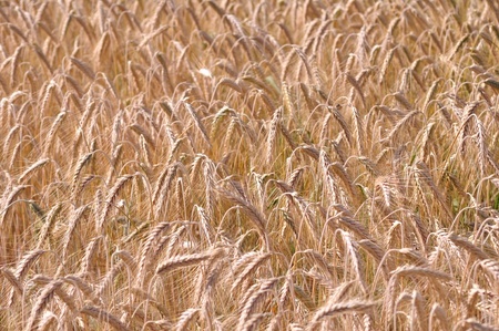 zboże