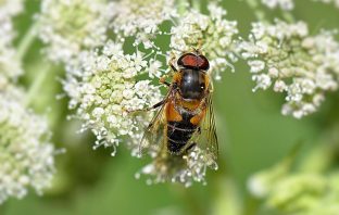 Propolis – lek przyszłości