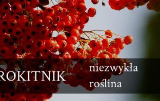 Rokitnik – niezwykła roślina