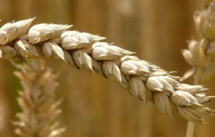 Gluten a zdrowie – nowe wyniki badań
