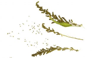 Nie tylko quinoa – poznaj komosę rózgową i komosę piżmową!