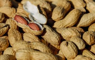 Alergia na orzeszki ziemne może być leczona za pomocą probiotyków orzeszki ziemne