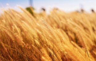 Celiakia, alergia, nietolerancja na gluten zboże