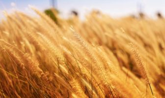 Celiakia, alergia, nietolerancja na gluten zboże