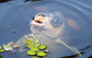 Karp czy nie karp karp