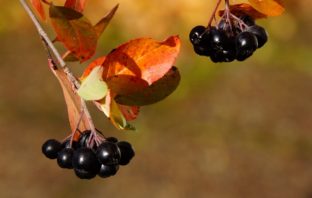 Aronia – panaceum na wolne rodniki aronia