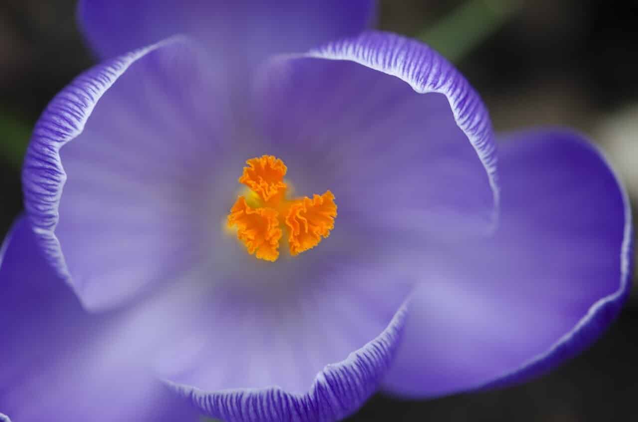 kwiat szafranu