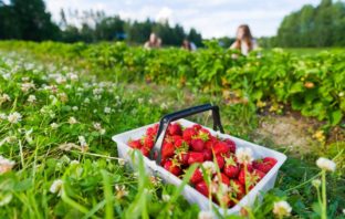 Truskawki mogą łagodzić stan zapalny jelit truskawki nzj
