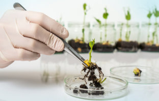 Zagorzali przeciwnicy GMO z niską wiedzą o żywności (badanie) gmo