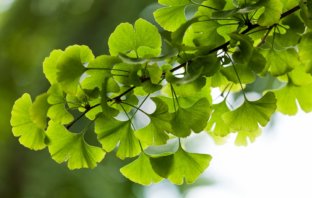 Ginkgo biloba – substancja bioaktywna wspomagająca pracę mózgu gingko biloba