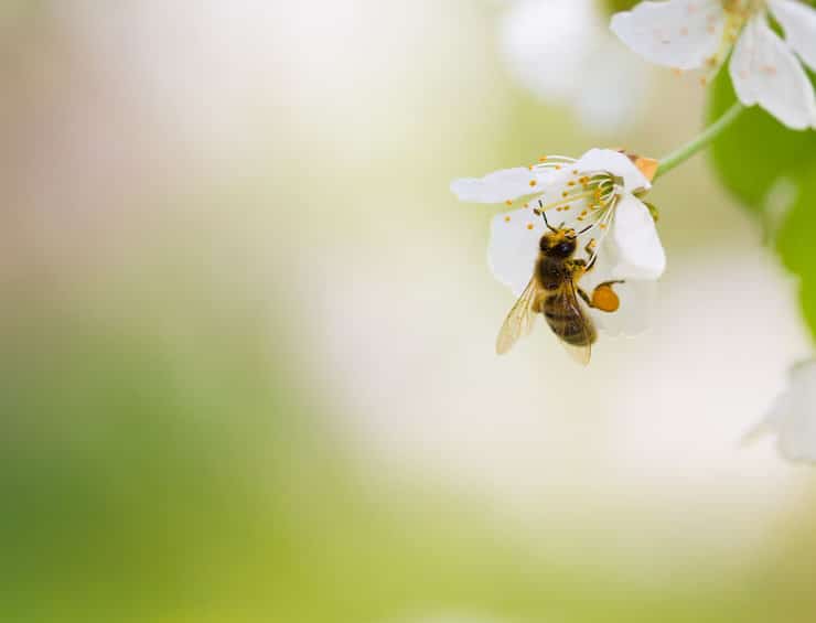 pszczoła pyłek