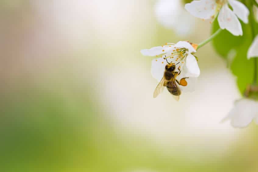 pszczoła pyłek