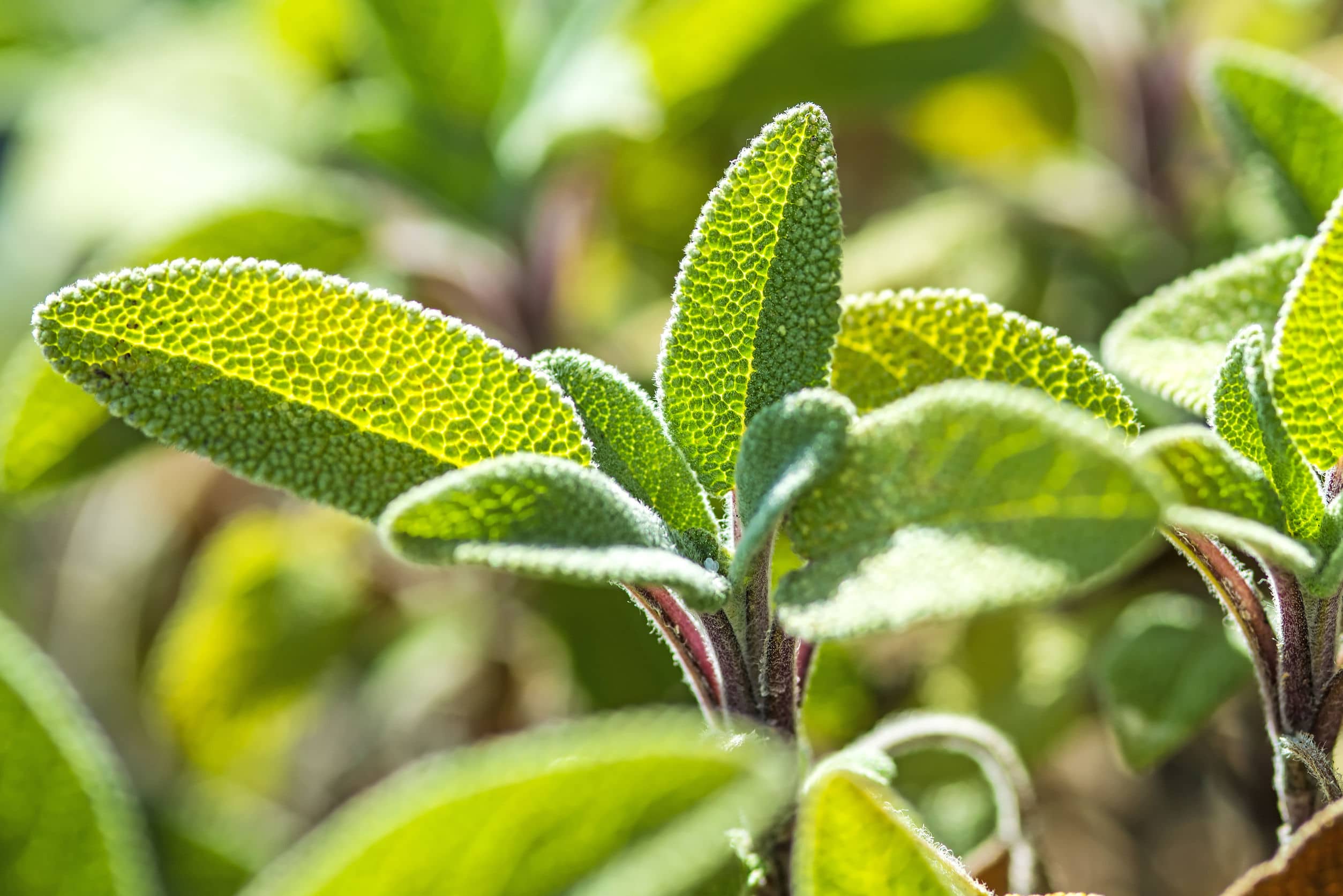 Szałwia Lekarska Salvia Officinalis L Zastosowanie I Działanie 9122