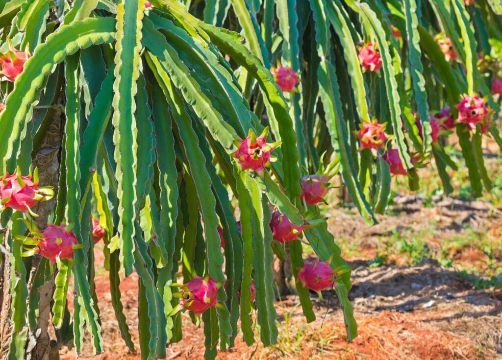 kwiaty dragon fruit