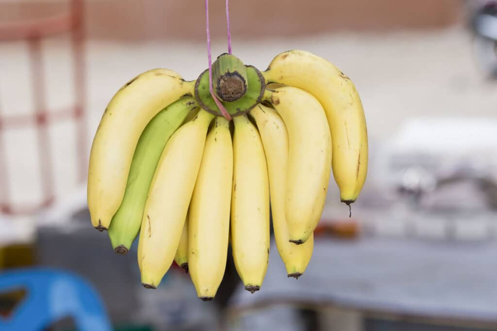 banany końcówka banana