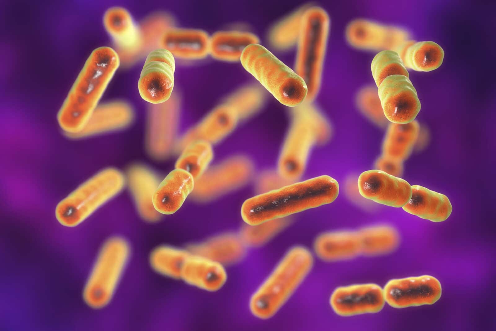 mikrobiota bacteroides