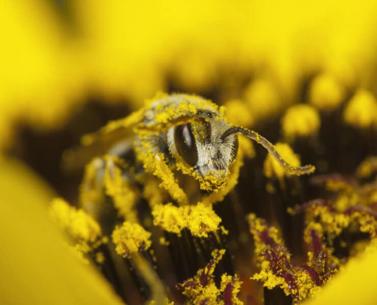pierzga i pyłek pszczeli