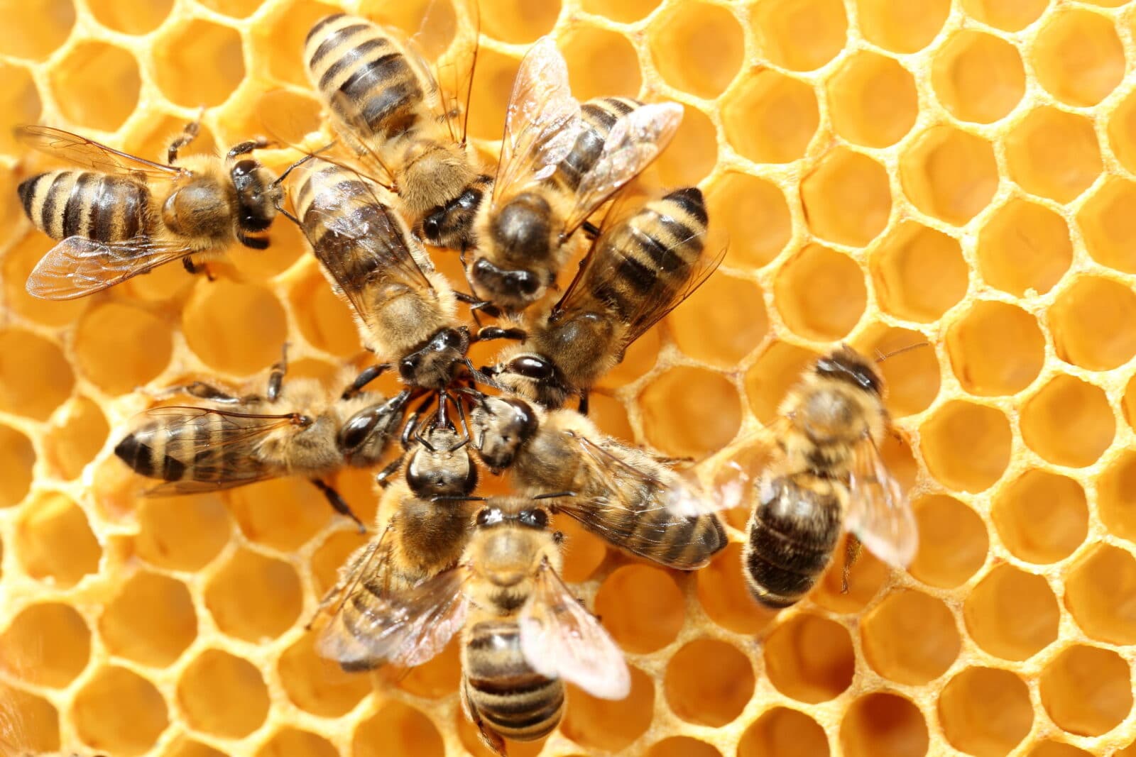 pszczoły produkty pszczele
